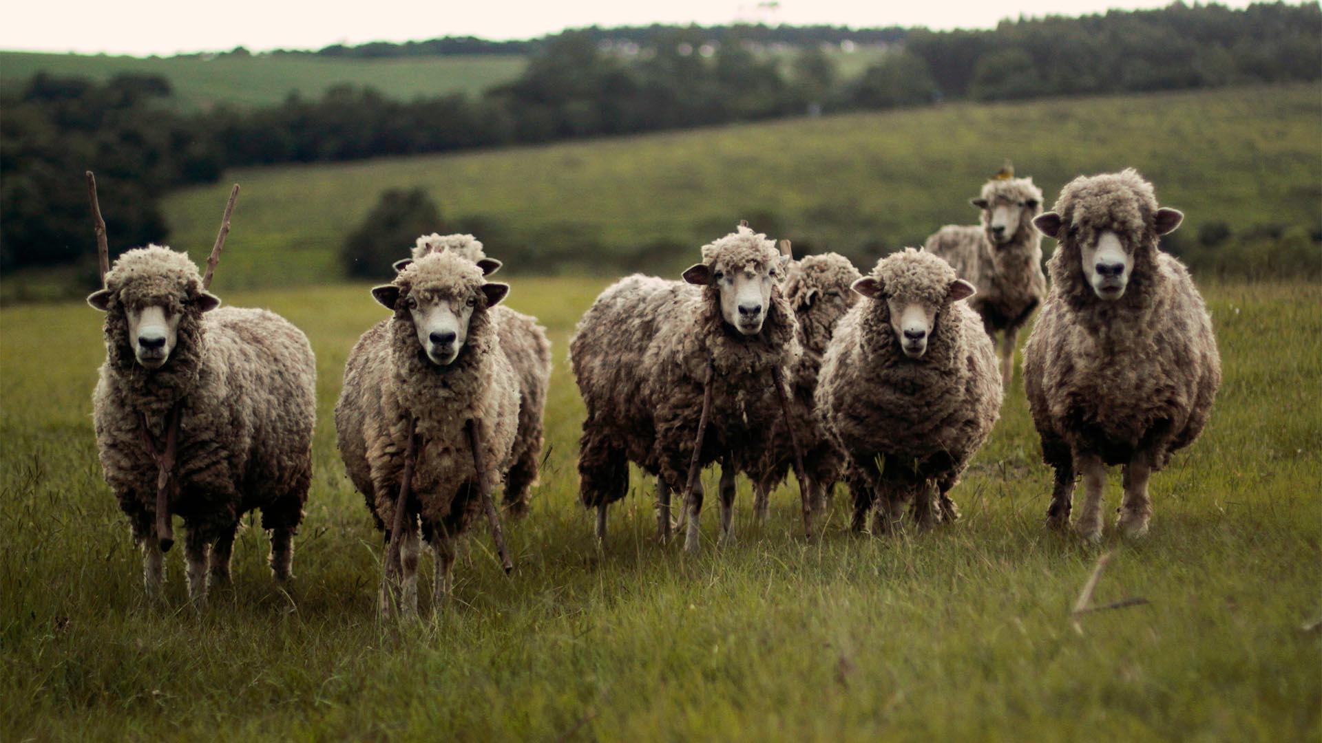 sheep