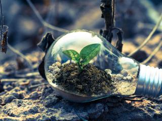 light bulb with plant in it